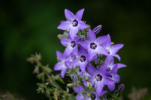 Blooming Purple Flowers