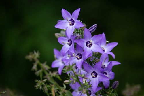 Free Close-up of vivid purple bellflowers blooming against a blurred dark green background. Stock Photo