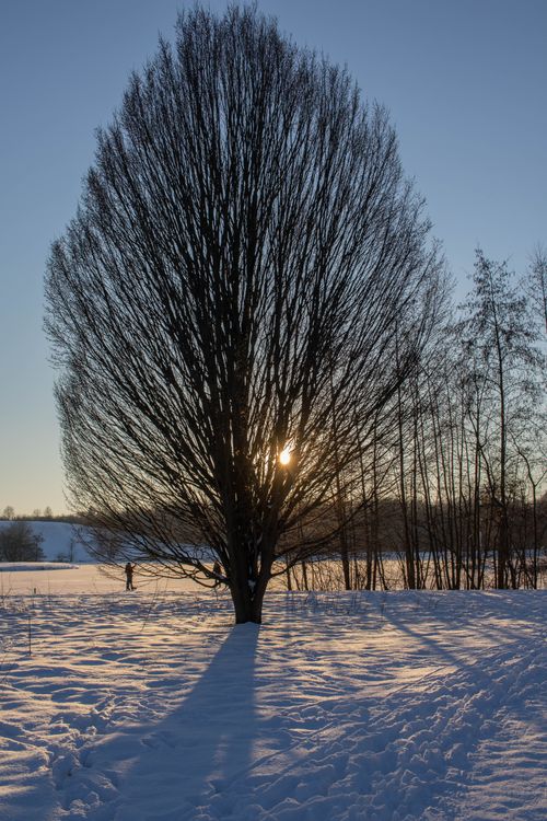 Free A solitary leafless tree casting shadows on snow at sunset, capturing winter's serene beauty. Stock Photo