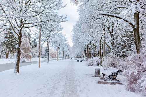 Free Tranquil winter scene with snow-covered trees and a deserted park path. Stock Photo