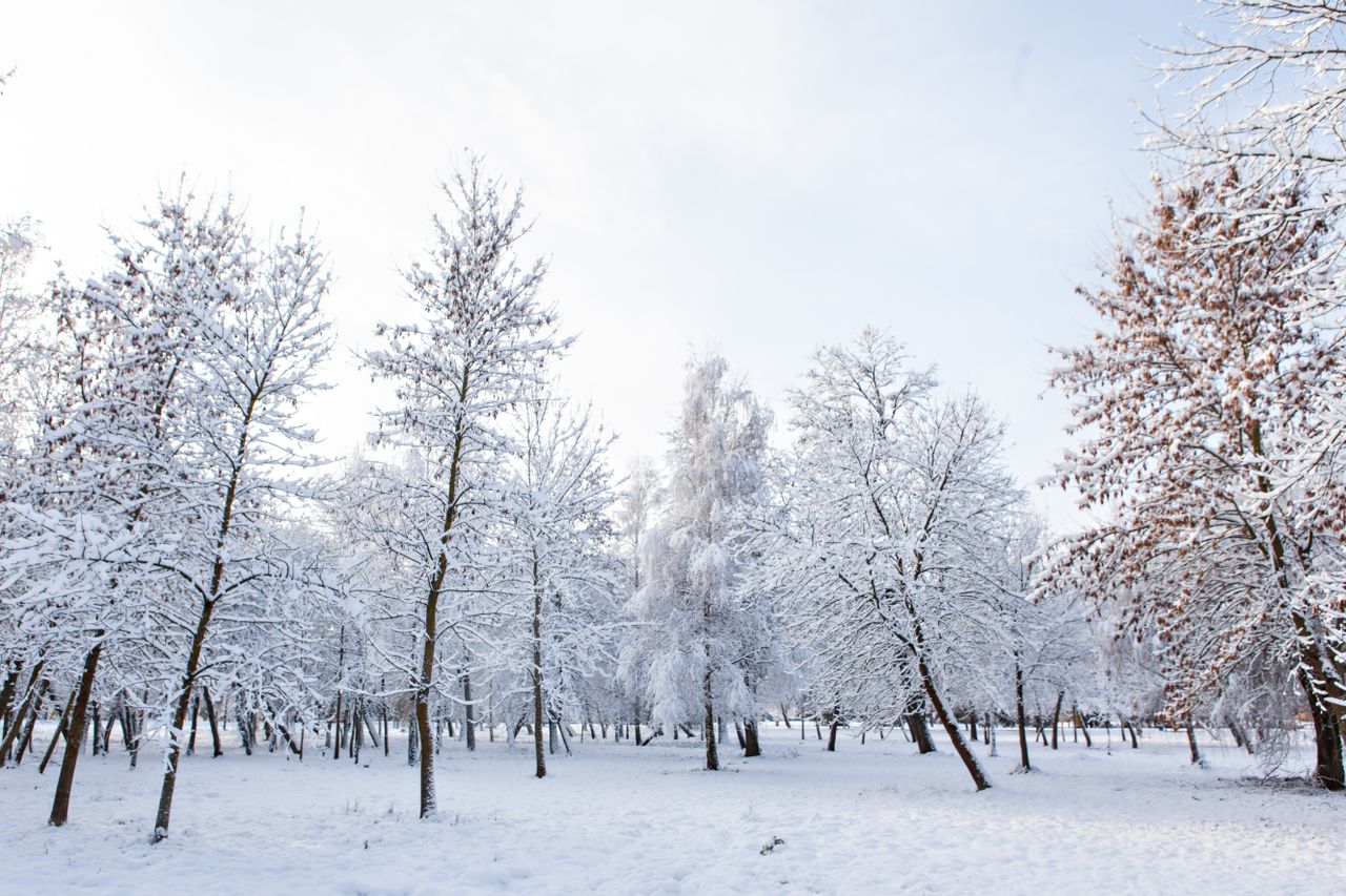 beautiful snow covered forest showcasing bare trees in serene winter s