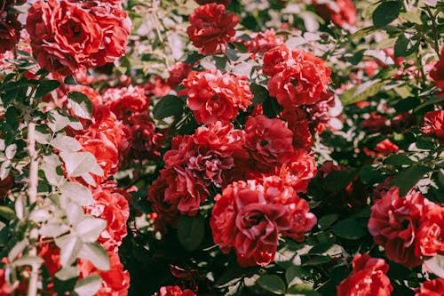 バラ, フローラ, 咲くの無料の写真素材