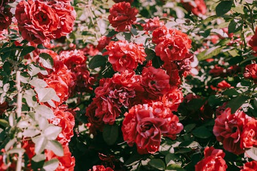 Blooming Red Roses