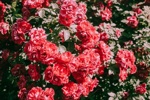 Close-up of Pink Rosebush 