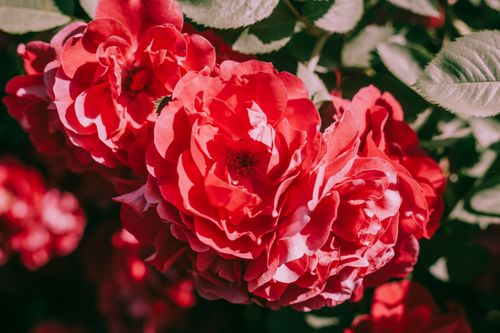 Free Close-up of vivid red roses against green leaves, highlighting their lush petals and natural beauty. Stock Photo