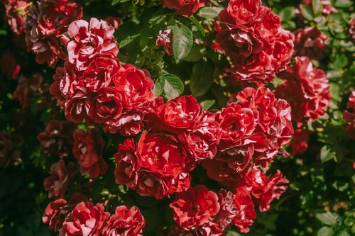Free A lush cluster of red roses blooming outdoors in natural sunlight. Stock Photo