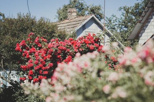 Beautiful red roses in full bloom in a country garden setting, surrounded by rustic houses.