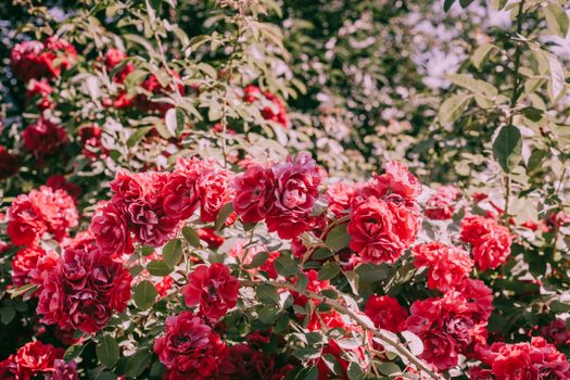 Rich red roses blooming under clear daylight, capturing nature's beauty.