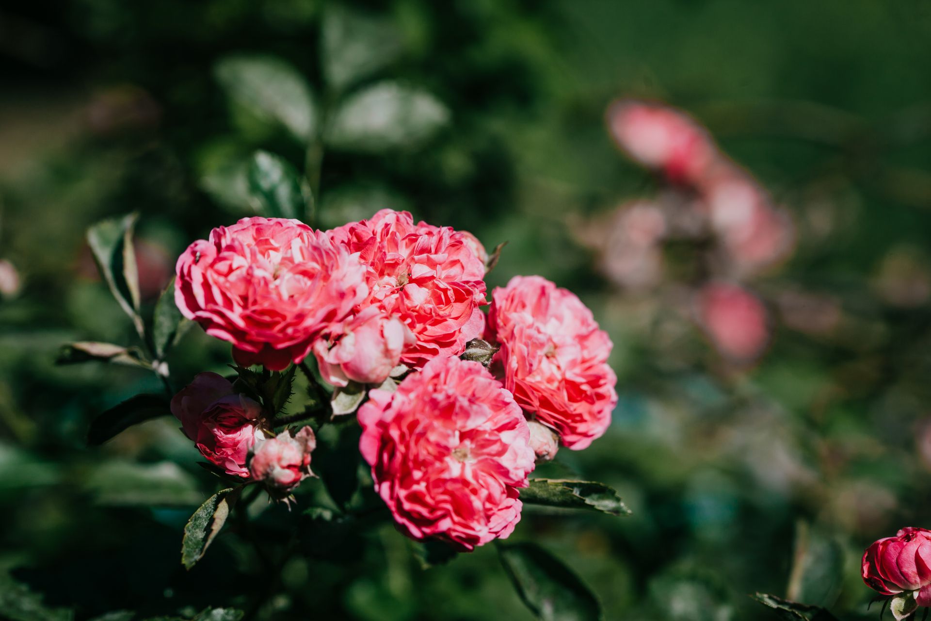 Close-up of vibrant pink roses blooming in a garden with lush greenery and blurred background.