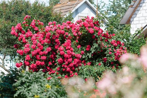 Free Lush red roses bloom in a picturesque garden, showcasing vibrant flora against quaint houses. Stock Photo