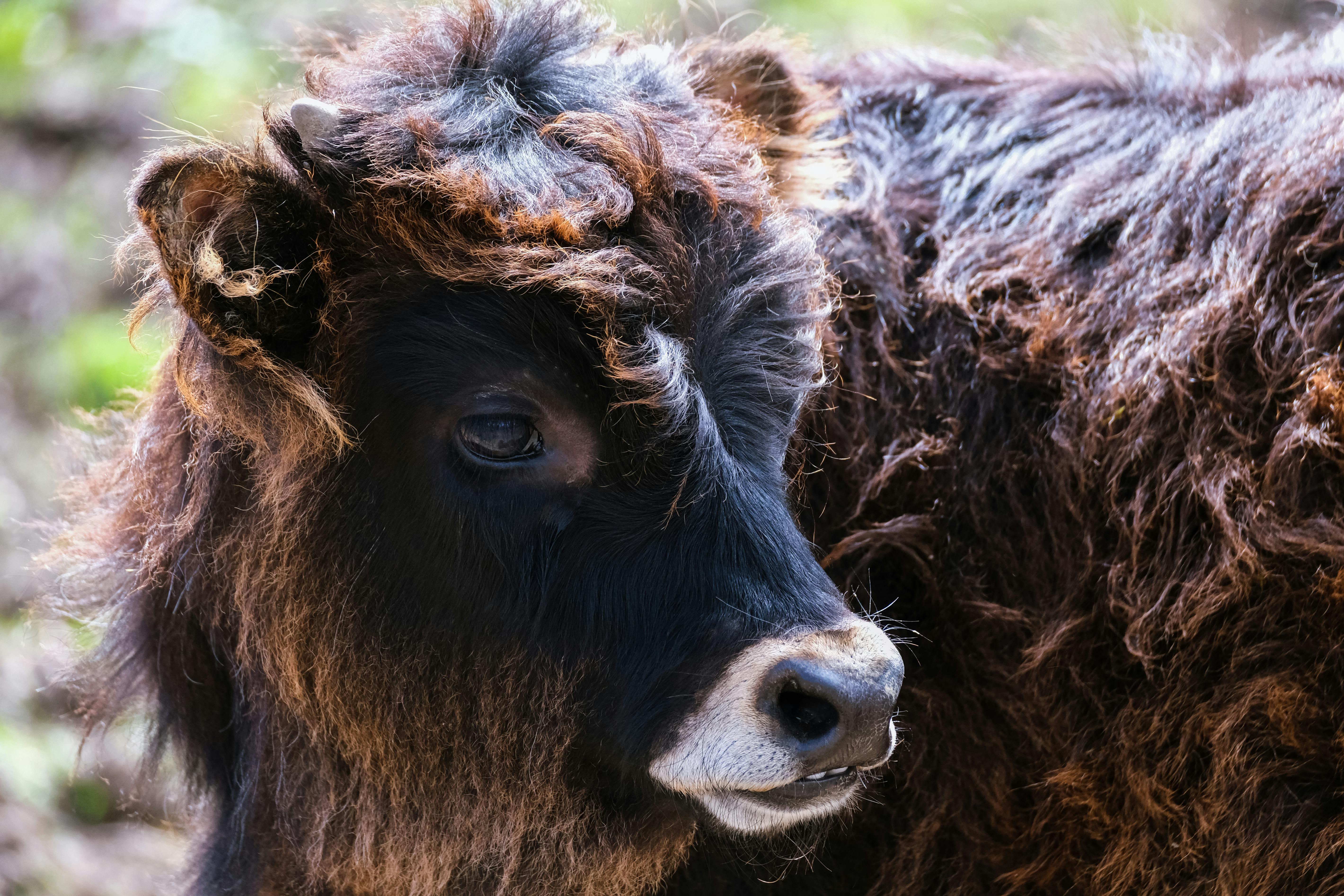 Brown Calf in Close Photography · Free Stock Photo