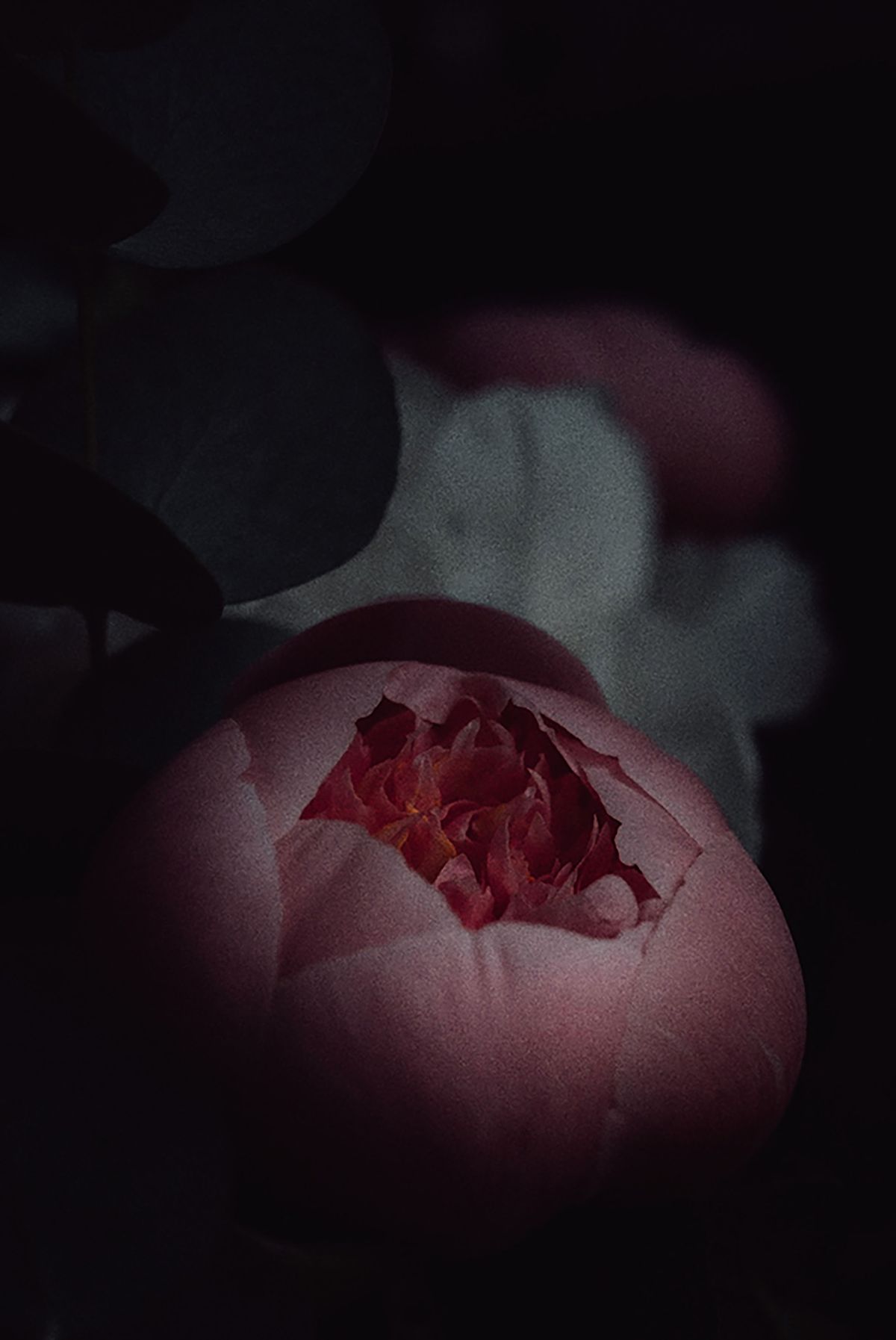 Close-up of a single pink rose in soft light