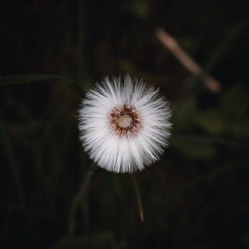 Close Up Photo of a Dandelion
