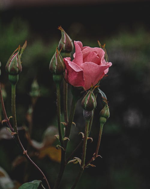 Close Up Photo of Pink Rose and Flower Buds 