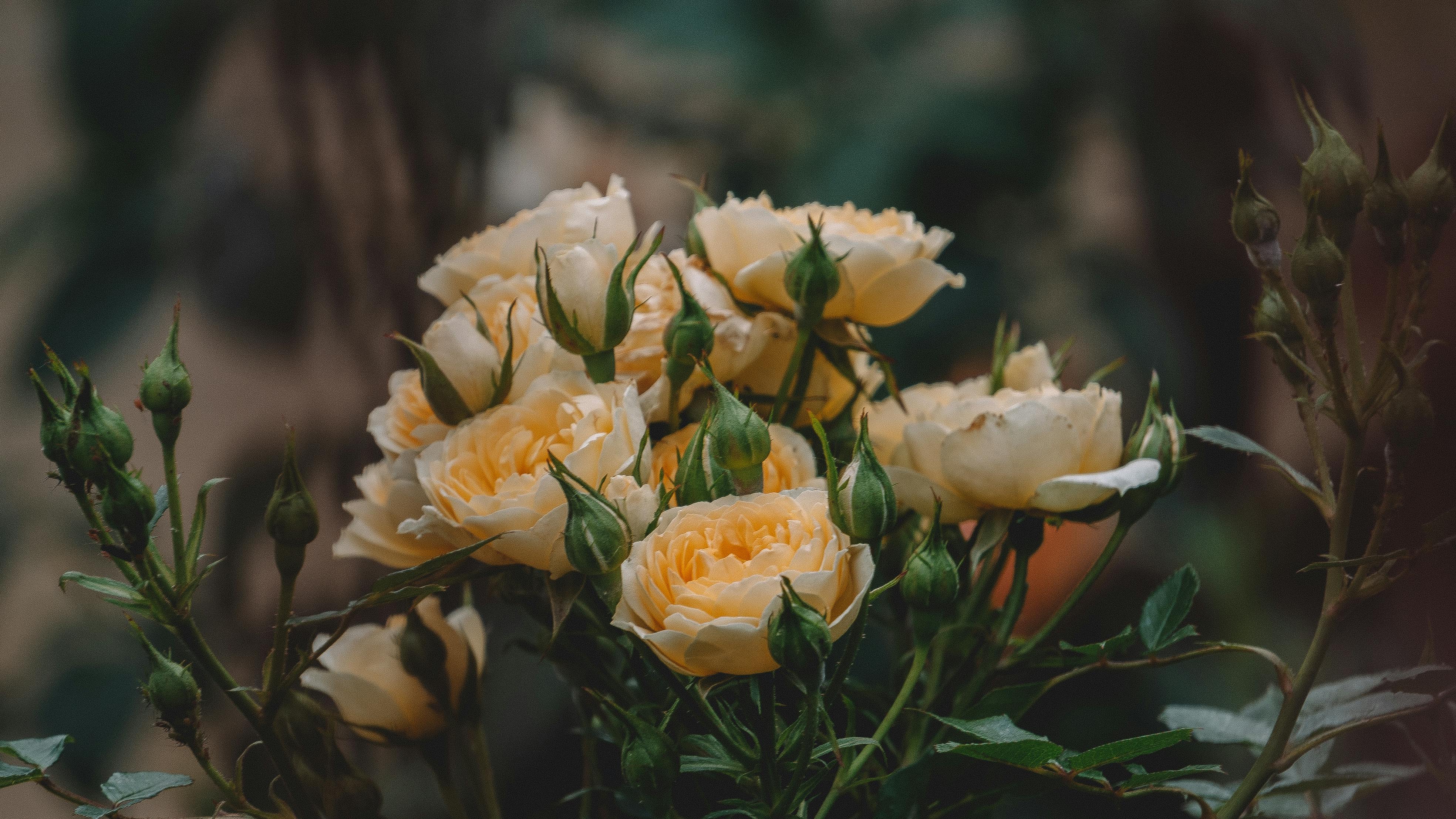 Yellow Roses in the Garden · Free Stock Photo