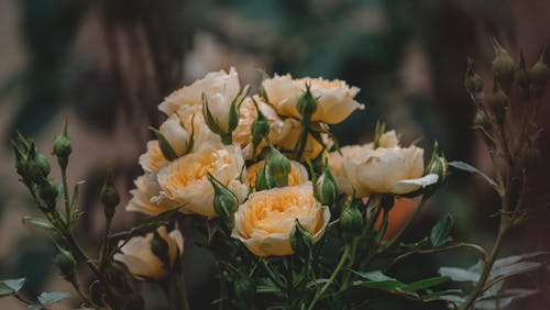 Immagine gratuita di avvicinamento, boccioli di fiori, fiori gialli