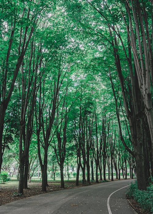 Empty Road Between Green Trees