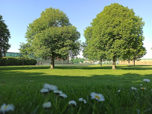 Free stock photo of city park, daisies, daisy