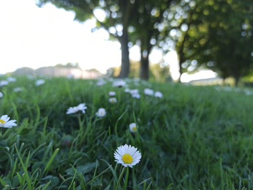 Free stock photo of city park, daisies, daisy