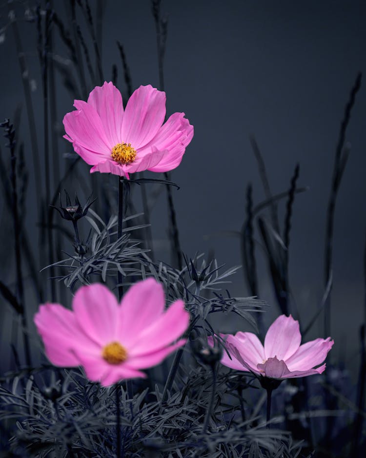 A Cosmos Flowers