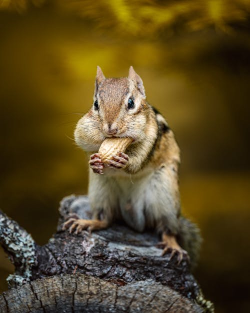 Free A Chipmunk with a Nut Stock Photo