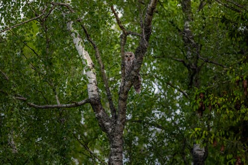 Owl Perched on a Tree