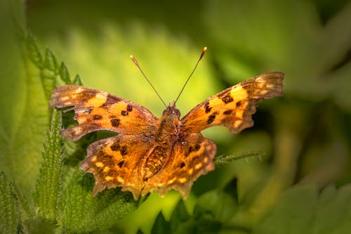 Macro Shot of a Brown Comma Butterfly