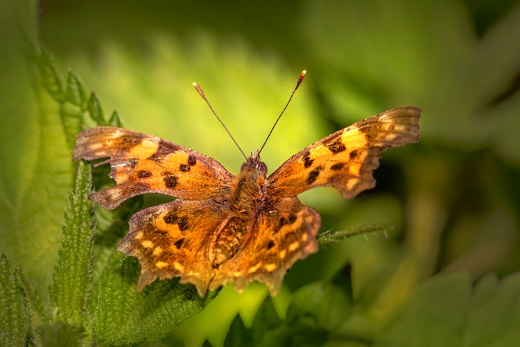 Macro Shot Of A Brown Comma Butterfly