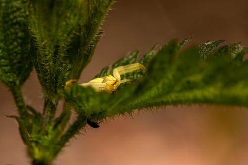 Macro Shot of a Goldenrod Crab Spider on a Green Leaf