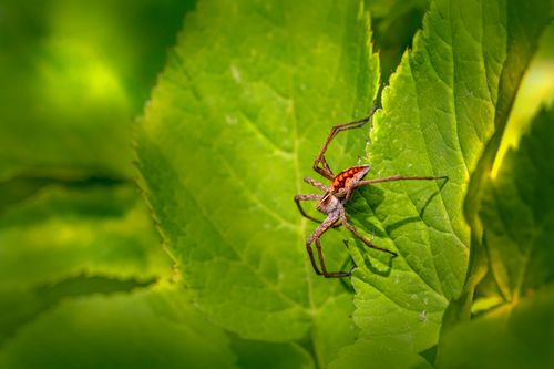 Free Detailed macro shot of a spider on vibrant green leaves highlighting its texture and color. Stock Photo