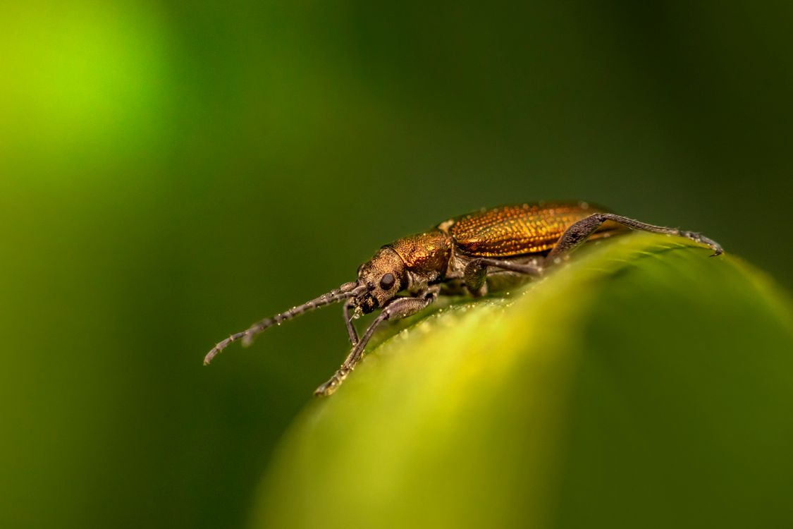 Pooran Insect Image Close Photo of a Brown Insect · Free Stock Photo