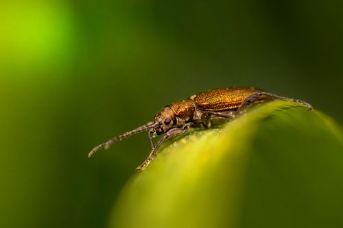 Free Close-up of a Donacia beetle with striking gold tones on a green leaf. Stock Photo