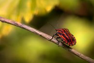 Macro Shot of a Black and Red Striped Bug