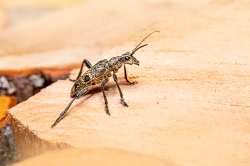 Foto d'estoc gratuïta de antena, beetle, entomologia