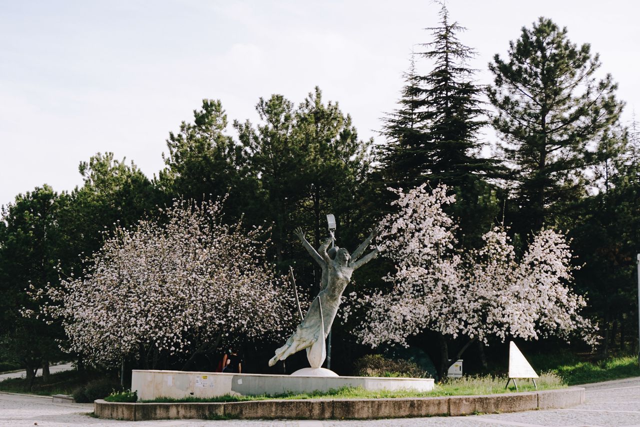 statue amidst blossoming cherry trees in a tranquil public park settin