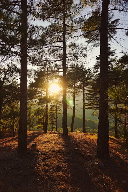 Ücretsiz ağaçlar, gün batımı, gün ışığı içeren Ücretsiz stok fotoğraf Stok Fotoğraflar