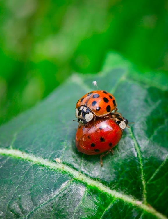 Lady Bugs on Green Leaf