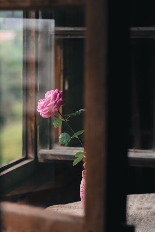 Pink Rose Near the Window · Free Stock Photo