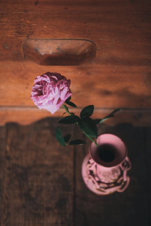 Free Pink Rose in Tilt Shift Lens  Stock Photo