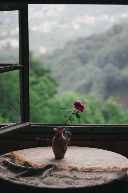A single pink rose in a vase by an open window overlooking a lush green landscape.