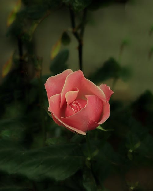 Close-up Photo of Pink Rose Flower