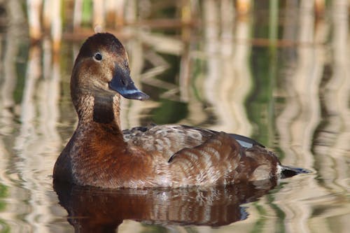 Close-up Photo of Brown Duck on Water
