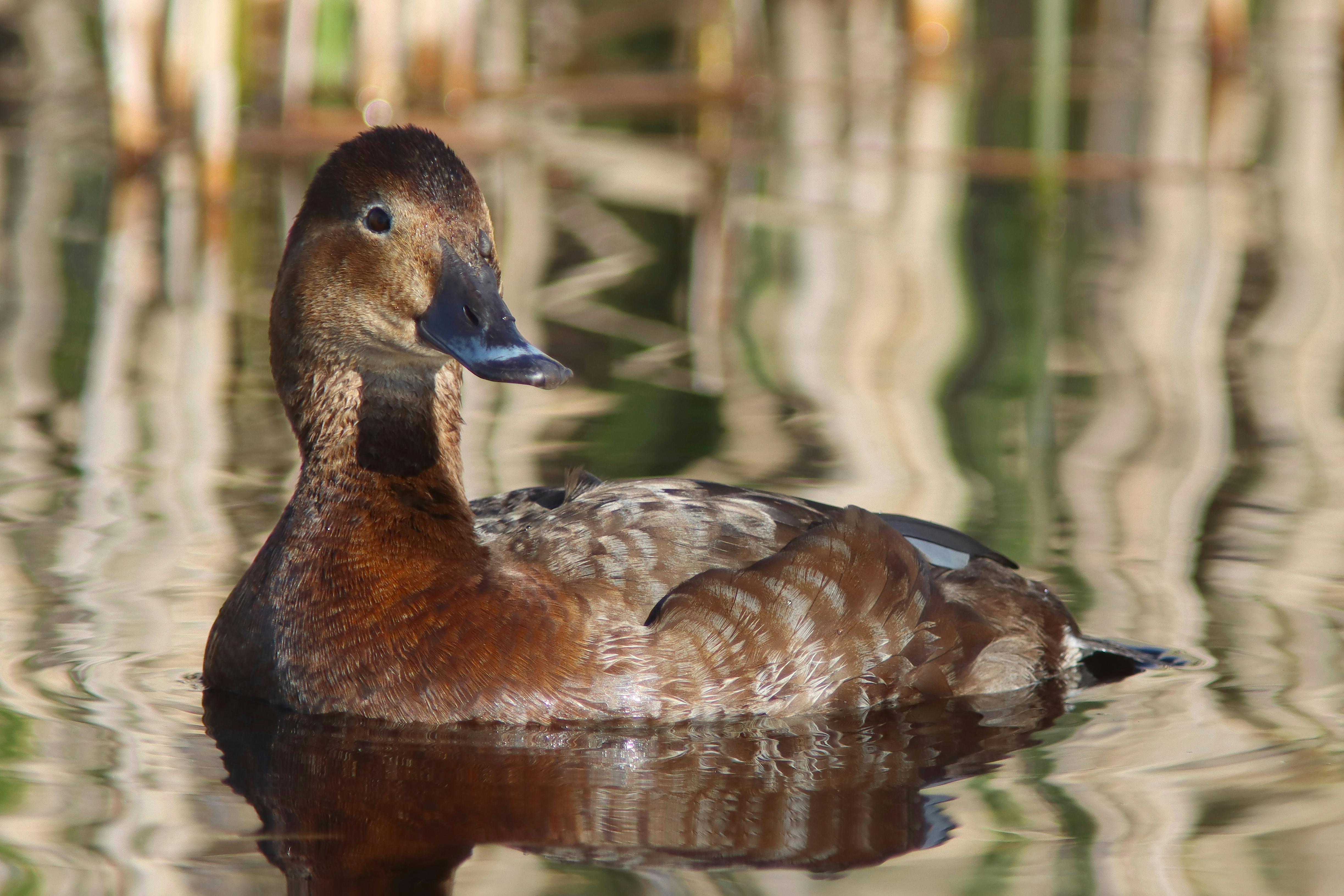 Three Ducks Near Sea · Free Stock Photo