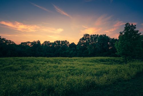 Free A tranquil scene of a grassy field with a vivid sunset and silhouetted trees. Stock Photo