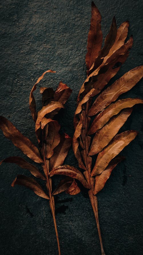 Close-Up Photo of Brown Dry Leaves