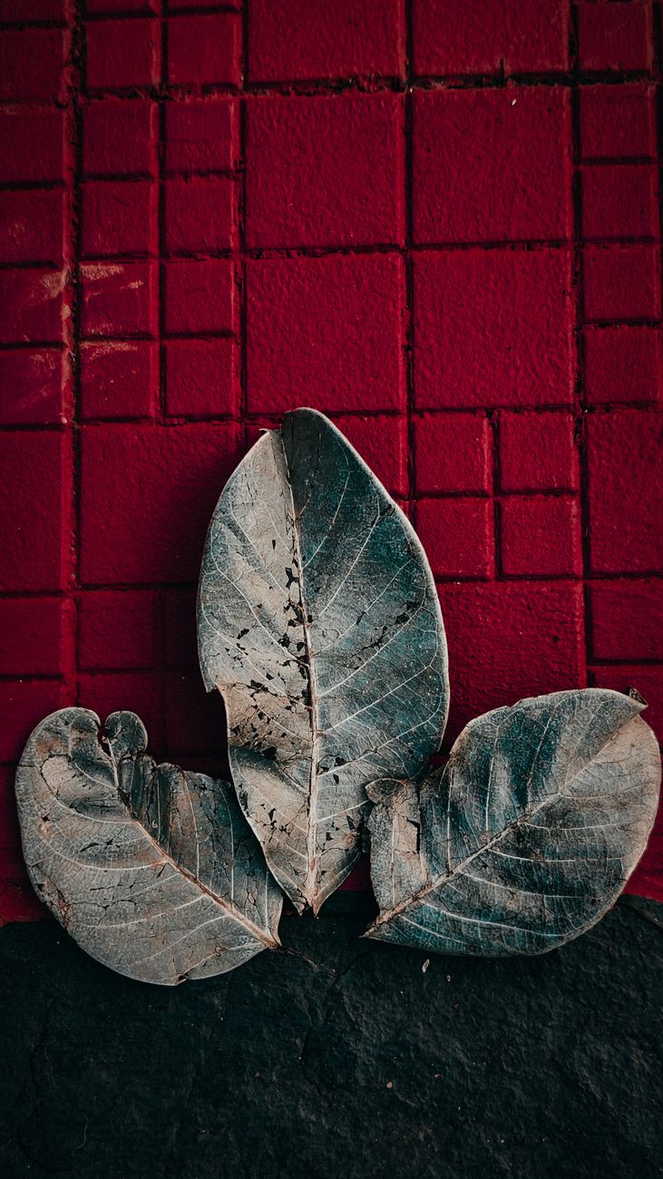 Picture of the day - mobile wallpapers