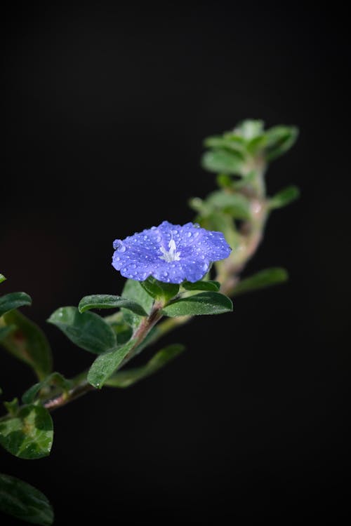 Ingyenes stockfotó elmosódott háttér, fekete háttér, kék virág témában