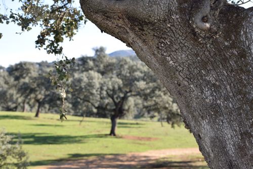 Free stock photo of oak, tree Stock Photo