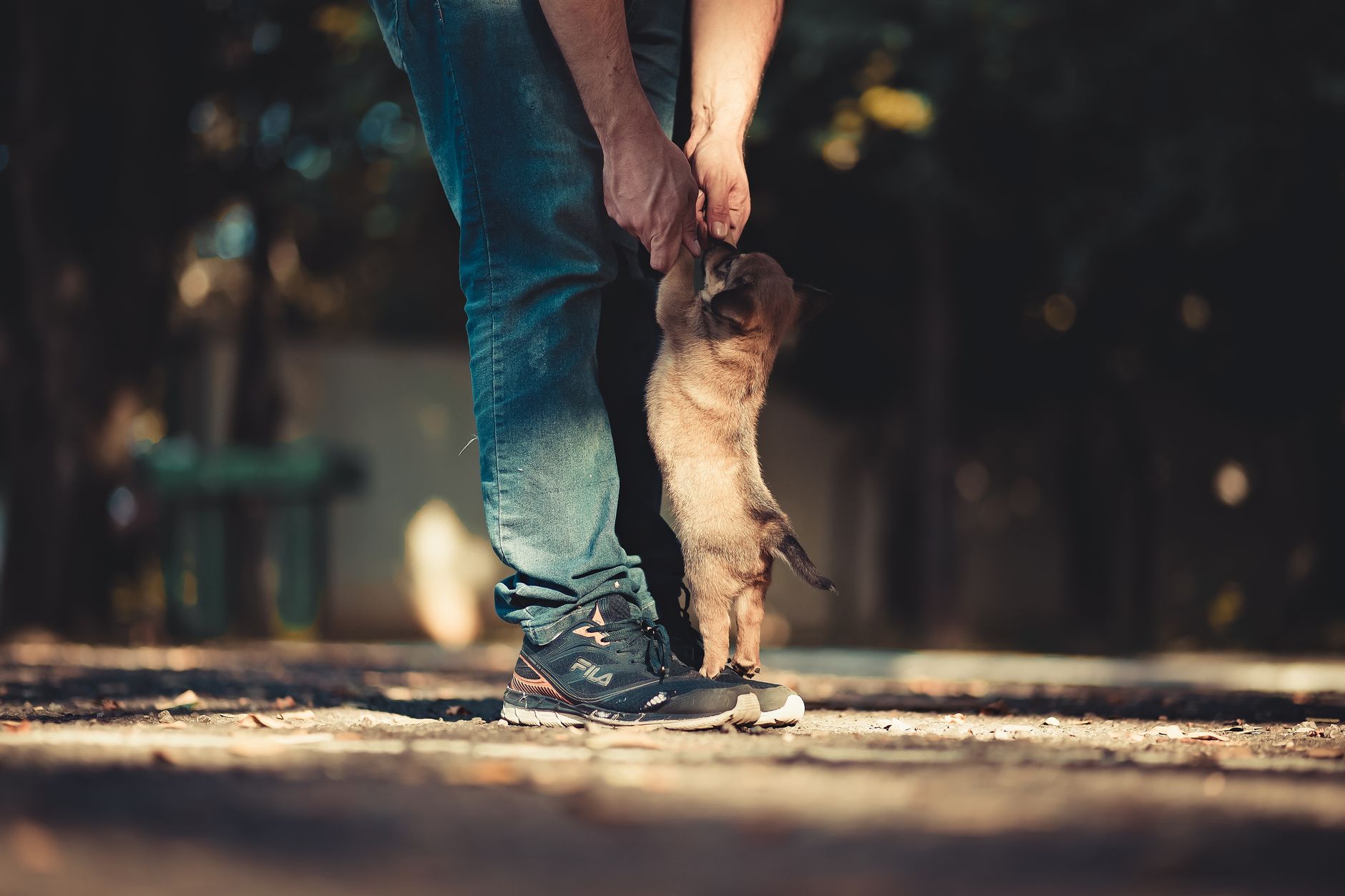 Cute puppy standing on hind legs with person in sneakers during daytime outdoors.
