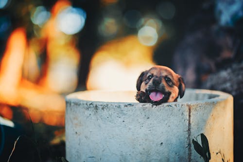 Selective Focus Photo of a Black and Brown Puppy